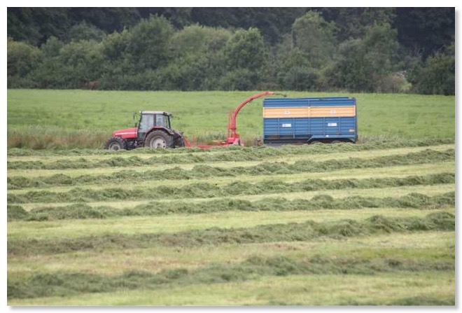 SilageMaking_800s