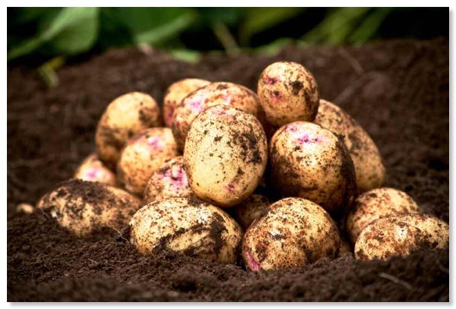 ValesEverestPots_800s