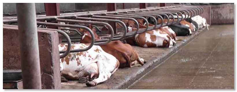 5678a_LadiesResting_8x3s