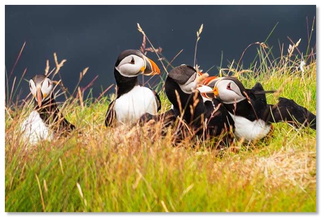 Puffins_800s