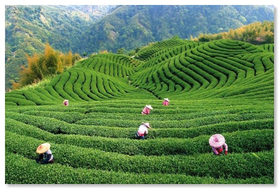 Amazing-Tea-Plantation-Photography-14