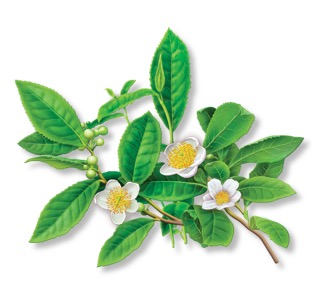 Camellia_Sinensis