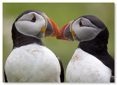 puffin-love