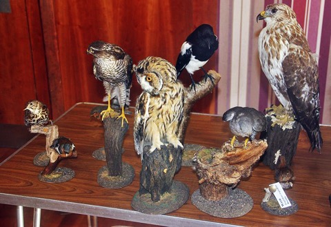 Des_Birds