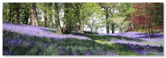 bluebells_9x3s