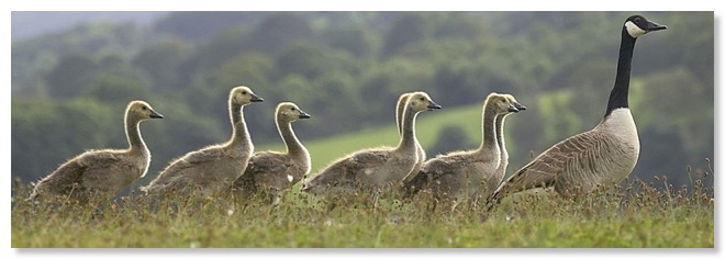Canada_Goose_Family_80x27